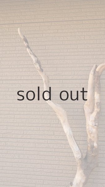 画像4: 大型　幹 (4)