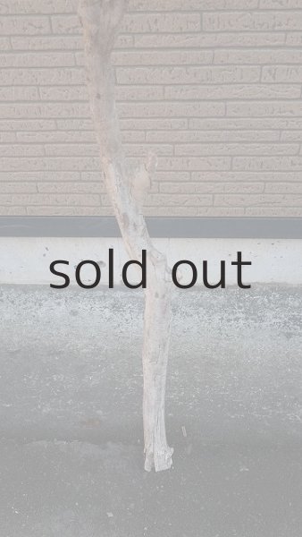 画像2: 大型 幹 (2)