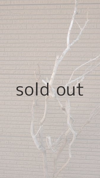 画像4: 大型 幹 (4)