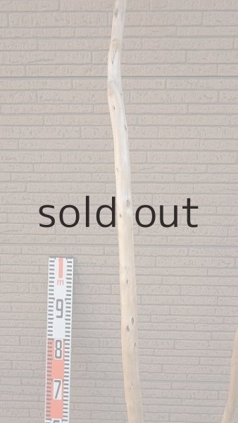 画像9: 大型　幹 (9)