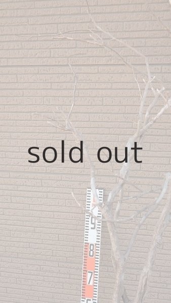 画像9: 大型 幹 (9)