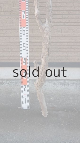 画像7: 大型 幹 (7)