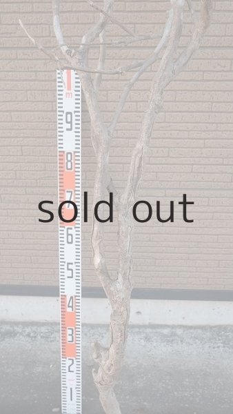 画像8: 大型 幹 (8)