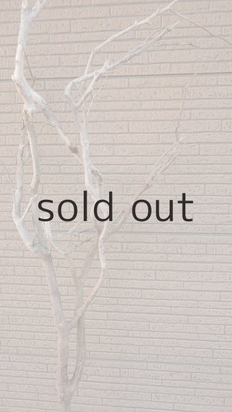 画像6: 大型 幹 (6)