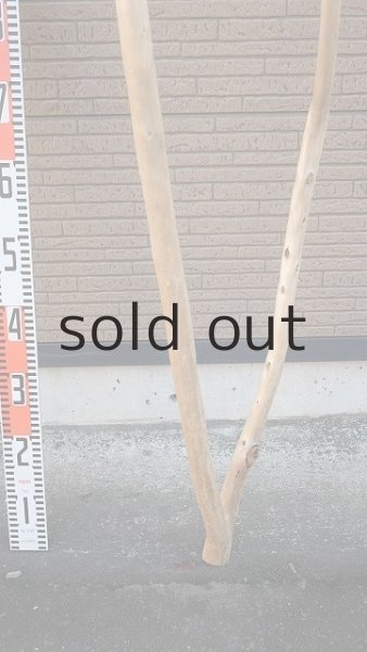 画像8: 大型　幹 (8)