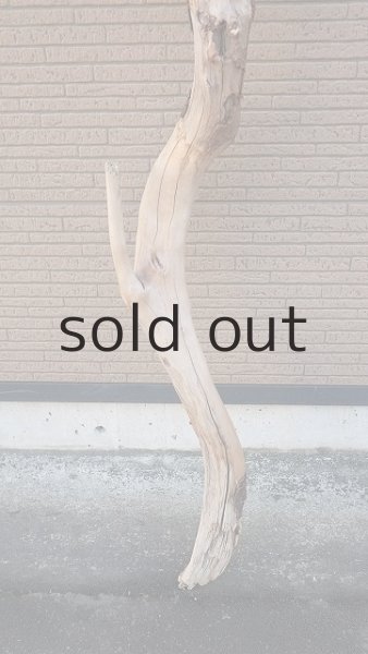 画像2: 大型　幹 (2)