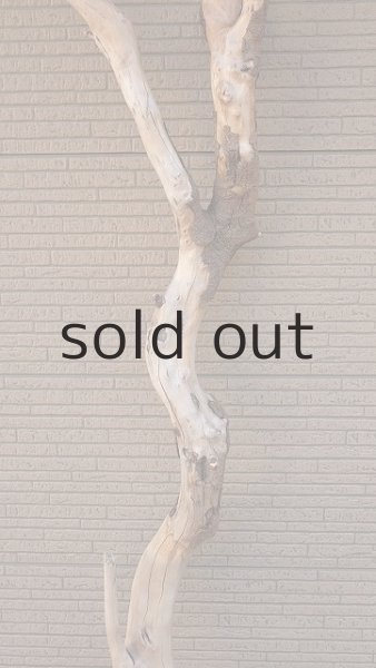 画像3: 大型　幹 (3)