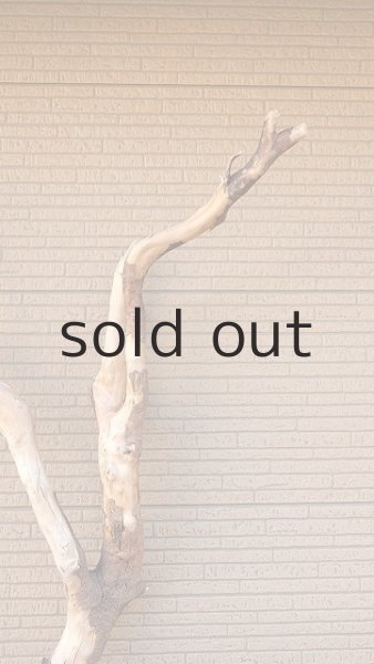 画像5: 大型　幹 (5)