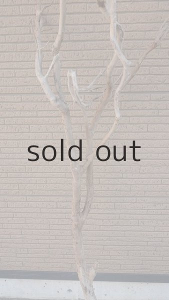 画像3: 大型 幹 (3)