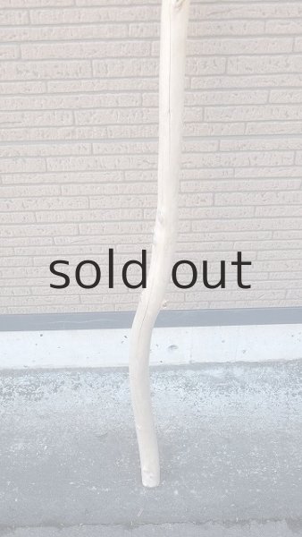 画像2: 棒流木・長尺 (2)