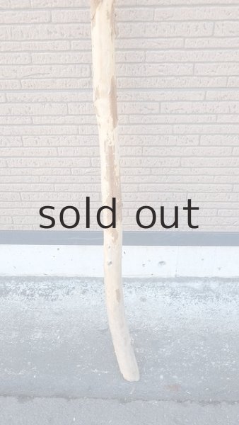 画像2: 棒流木・長尺 (2)