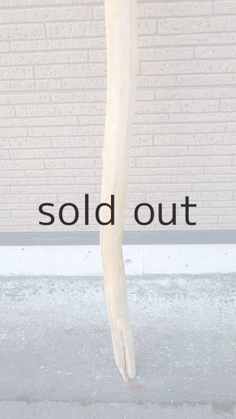 画像2: 棒流木・長尺 (2)