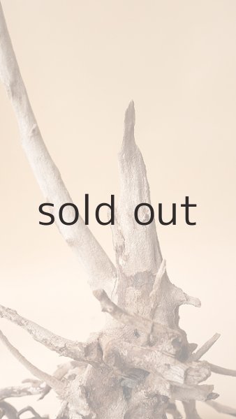 画像6: 流木根 (6)