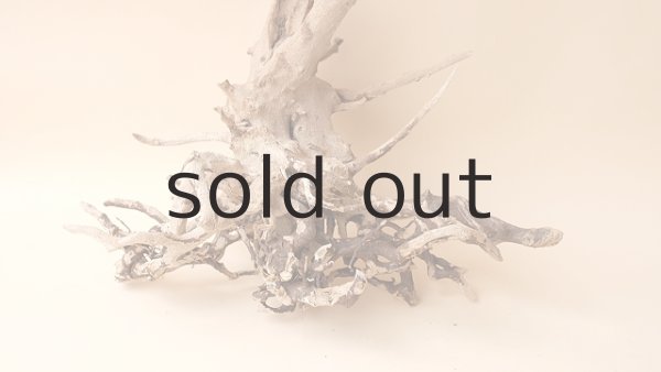 画像2: 流木根 (2)