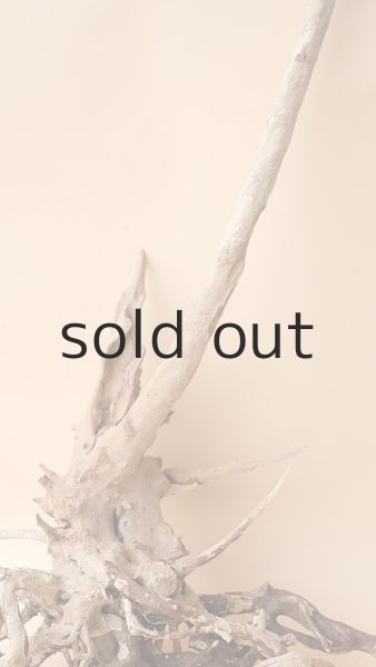 画像3: 流木根 (3)