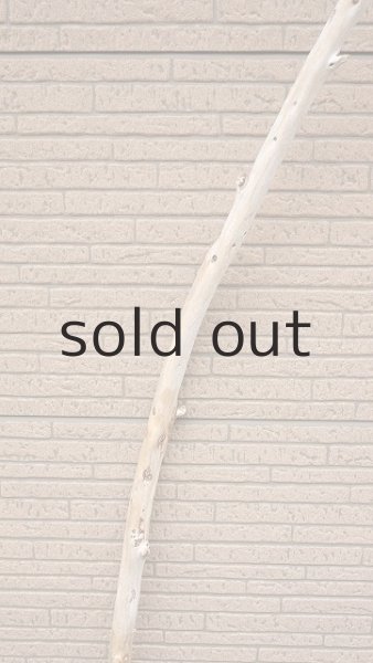 画像3: 棒流木 (3)