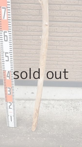 画像5: 棒流木 (5)