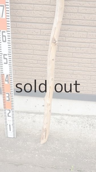 画像5: 棒流木・長尺 (5)