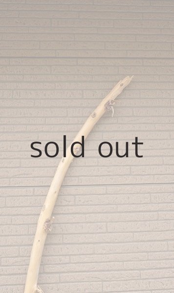 画像5: 棒流木・長尺 (5)