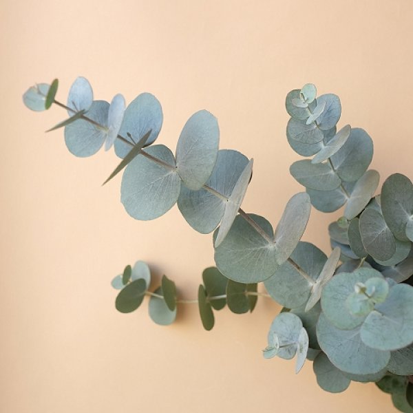 画像2: Dry plants for decor ユーカリクリスマスアレンジ用オブジェ（壁掛けタイプ） (2)