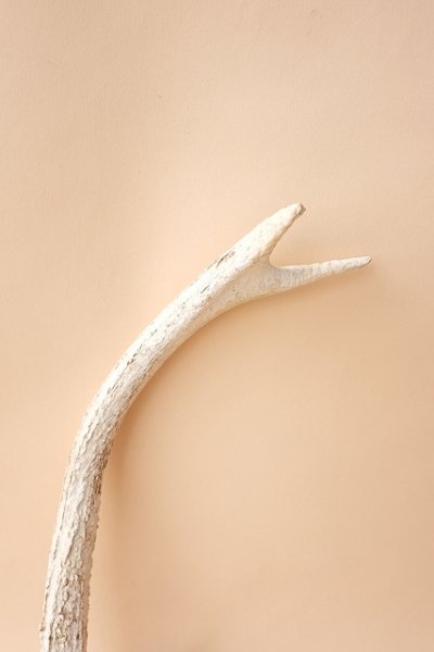 画像3: デコール用二ホンジカの角mini・小鹿 (3)