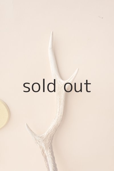 画像3: デコール用二ホンジカの角 (3)