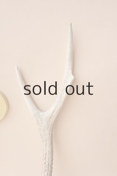 画像3: デコール用二ホンジカの角 (3)