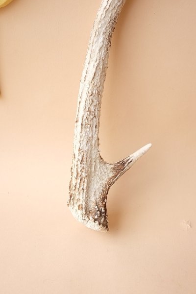 画像2: デコール用二ホンジカの角mini・小鹿 (2)