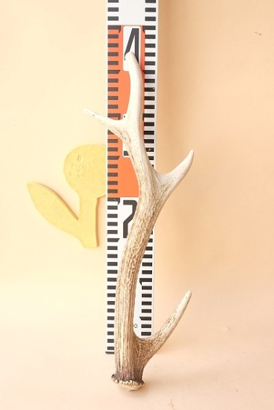 画像3: デコール用二ホンジカの角