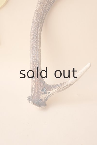 画像2: デコール用二ホンジカの角 (2)