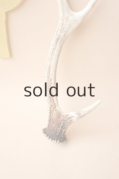 画像2: デコール用二ホンジカの角 (2)