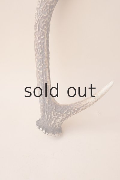 画像2: デコール用二ホンジカの角 (2)