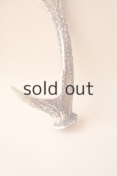 画像2: デコール用二ホンジカの角 (2)