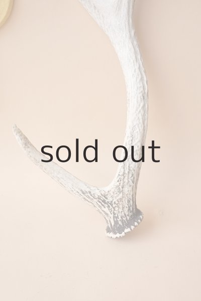 画像2: デコール用二ホンジカの角 (2)