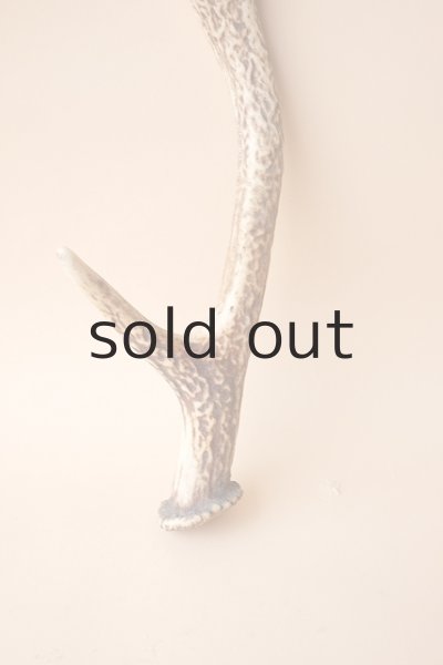 画像2: デコール用二ホンジカの角 (2)