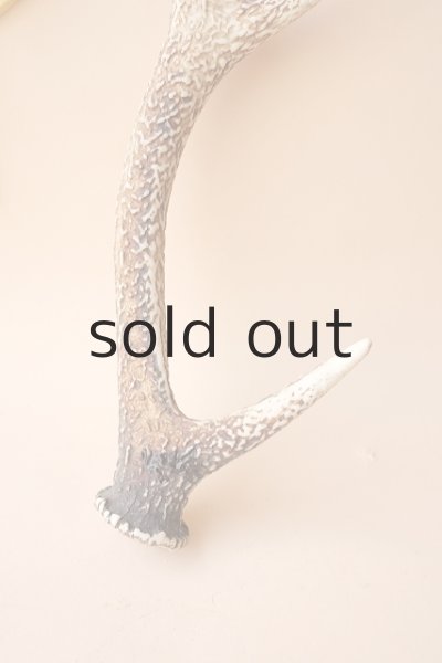 画像2: デコール用二ホンジカの角 (2)