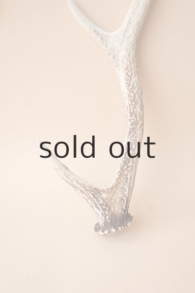 画像2: デコール用二ホンジカの角 (2)