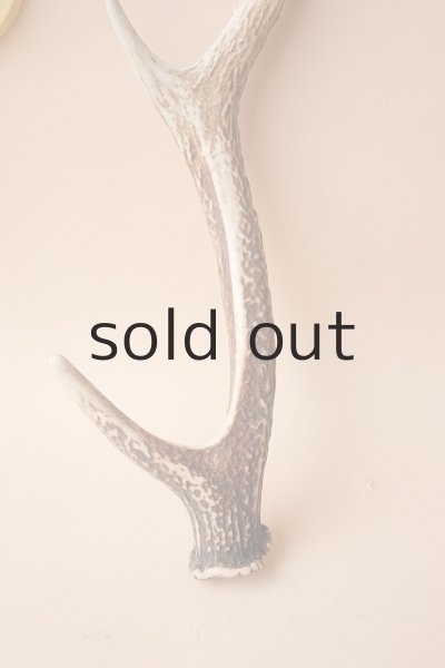 画像2: デコール用二ホンジカの角 (2)