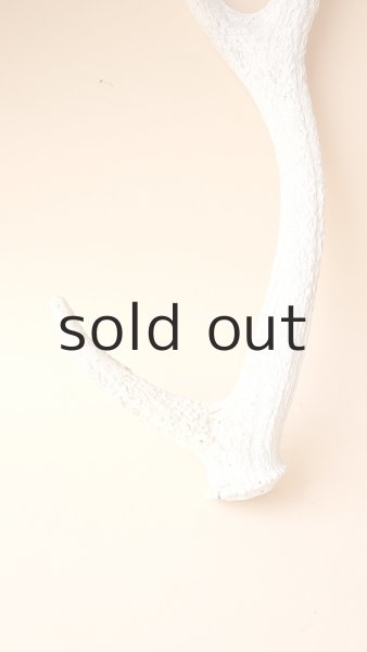 画像2: デコール用二ホンジカの角 (2)