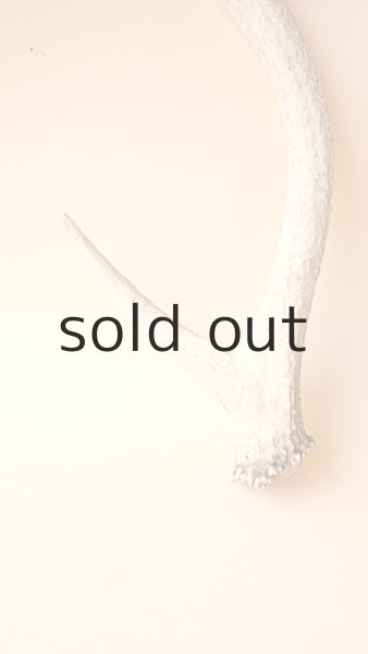 画像2: デコール用二ホンジカの角 (2)