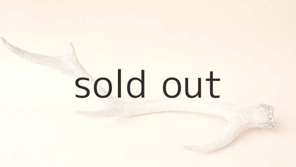 画像4: デコール用二ホンジカの角 (4)