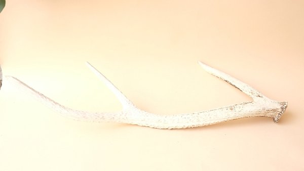 画像4: デコール用二ホンジカの角 (4)