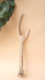 剣山の鹿の角