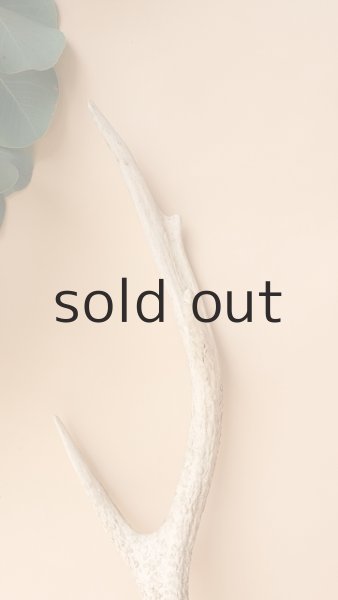 画像3: デコール用二ホンジカの角 (3)