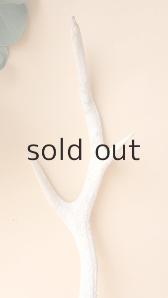 画像3: デコール用二ホンジカの角 (3)