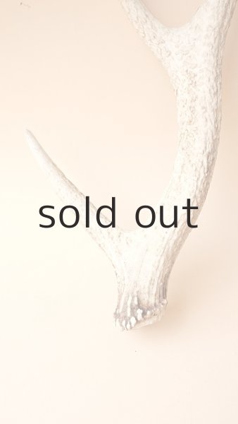 画像2: デコール用二ホンジカの角 (2)