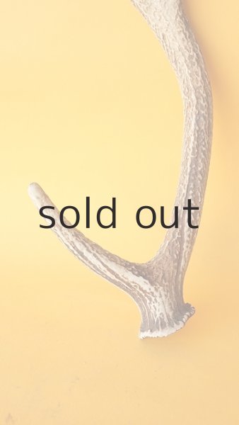 画像2: デコール用二ホンジカの角 (2)