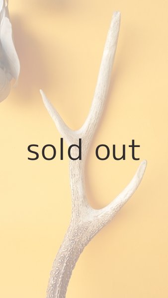 画像3: デコール用二ホンジカの角 (3)