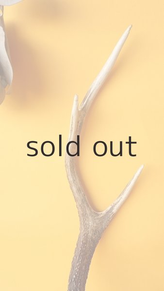 画像3: デコール用二ホンジカの角 (3)