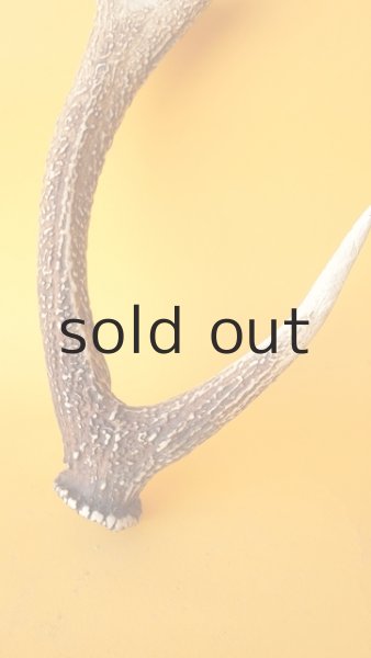 画像2: デコール用二ホンジカの角 (2)